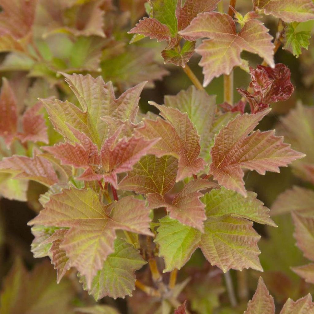 Viorne trilobée - Viburnum trilobum Bailey Compact®