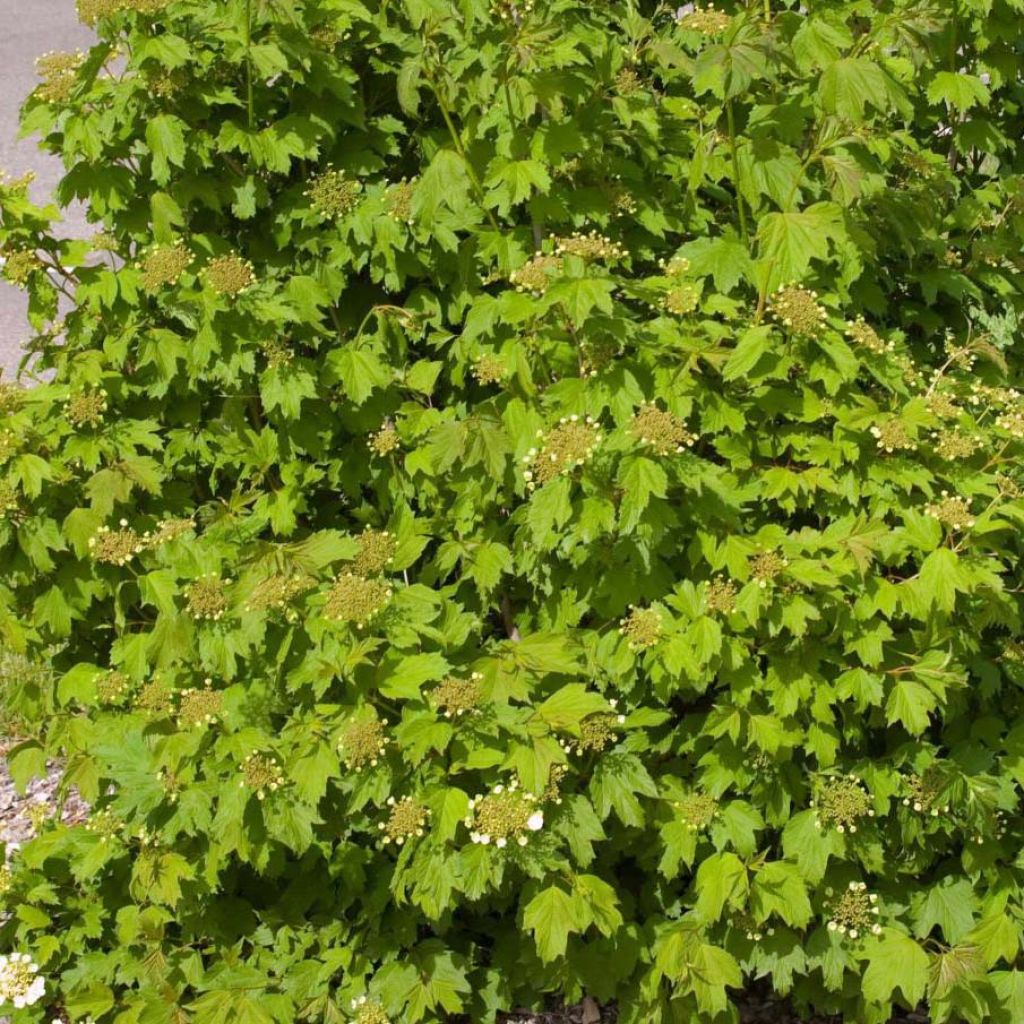 Viorne trilobée - Viburnum trilobum Wentworth ®