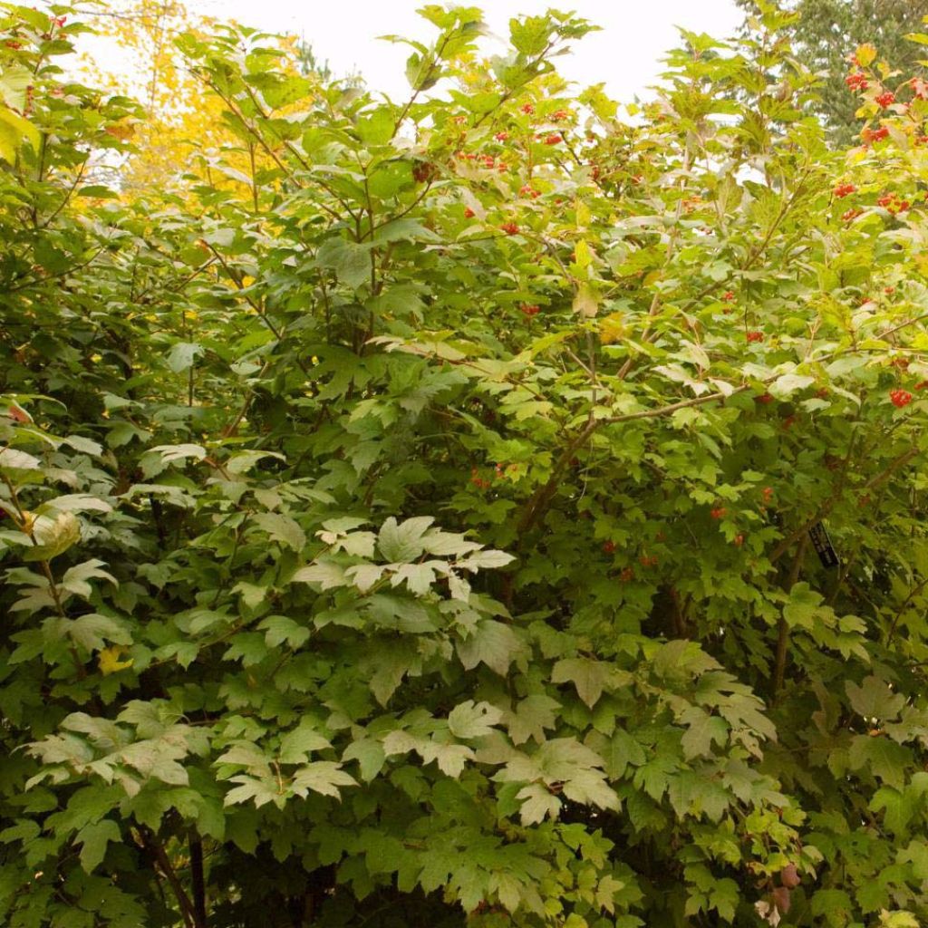 Viorne trilobée - Viburnum trilobum Wentworth ®