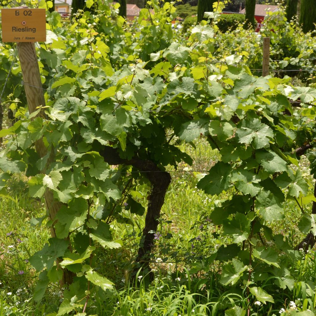 Vigne Riesling - Vitis vinifera