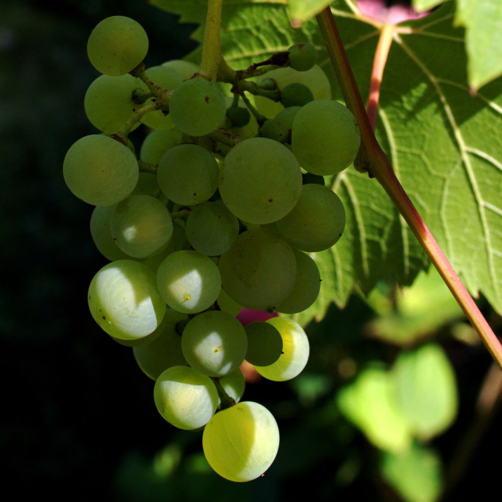 Vigne - Vitis Phoenix