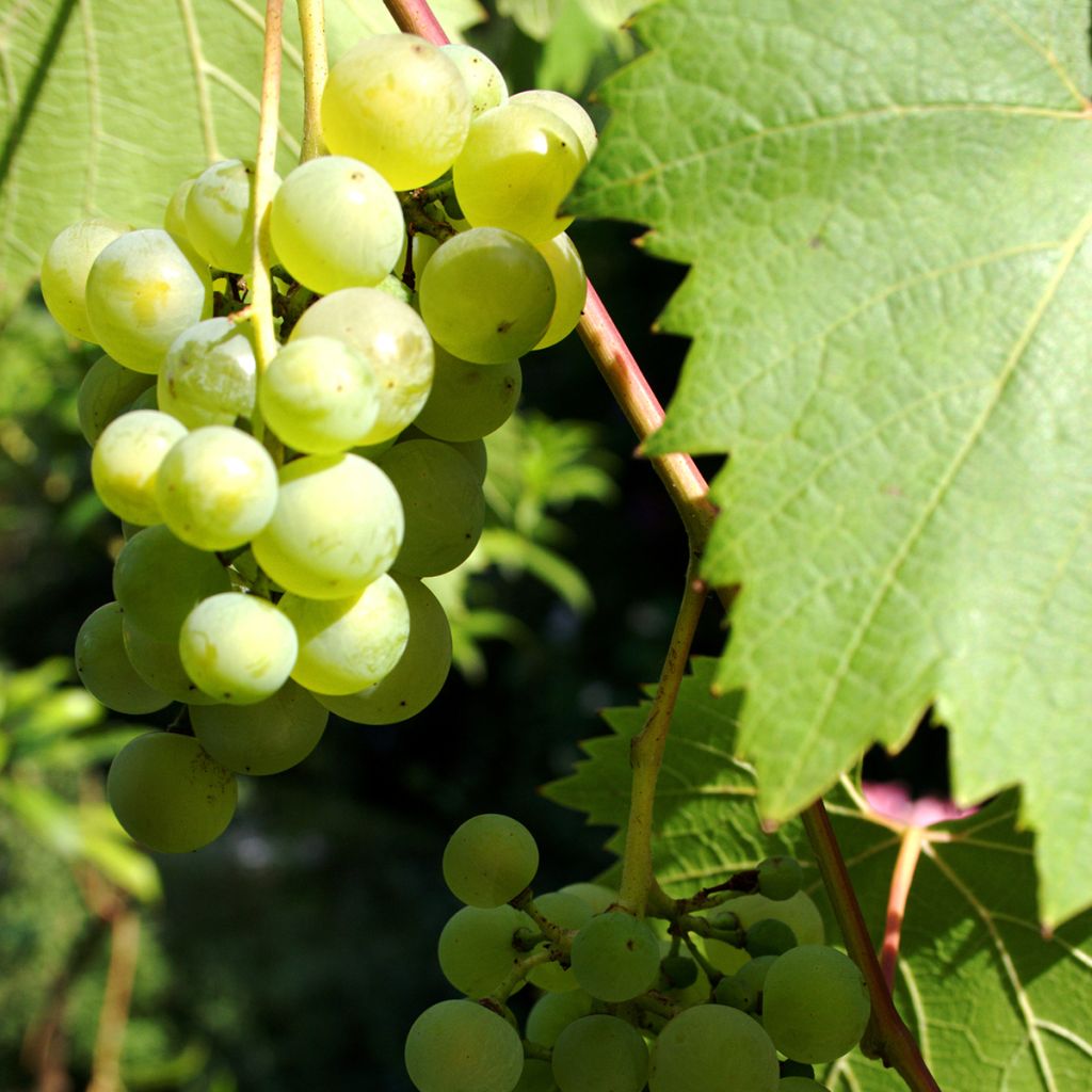 Vigne - Vitis Phoenix