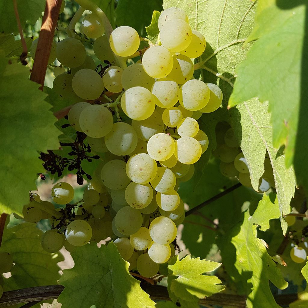 Vigne - Vitis vinifera Chasselat Cioutat