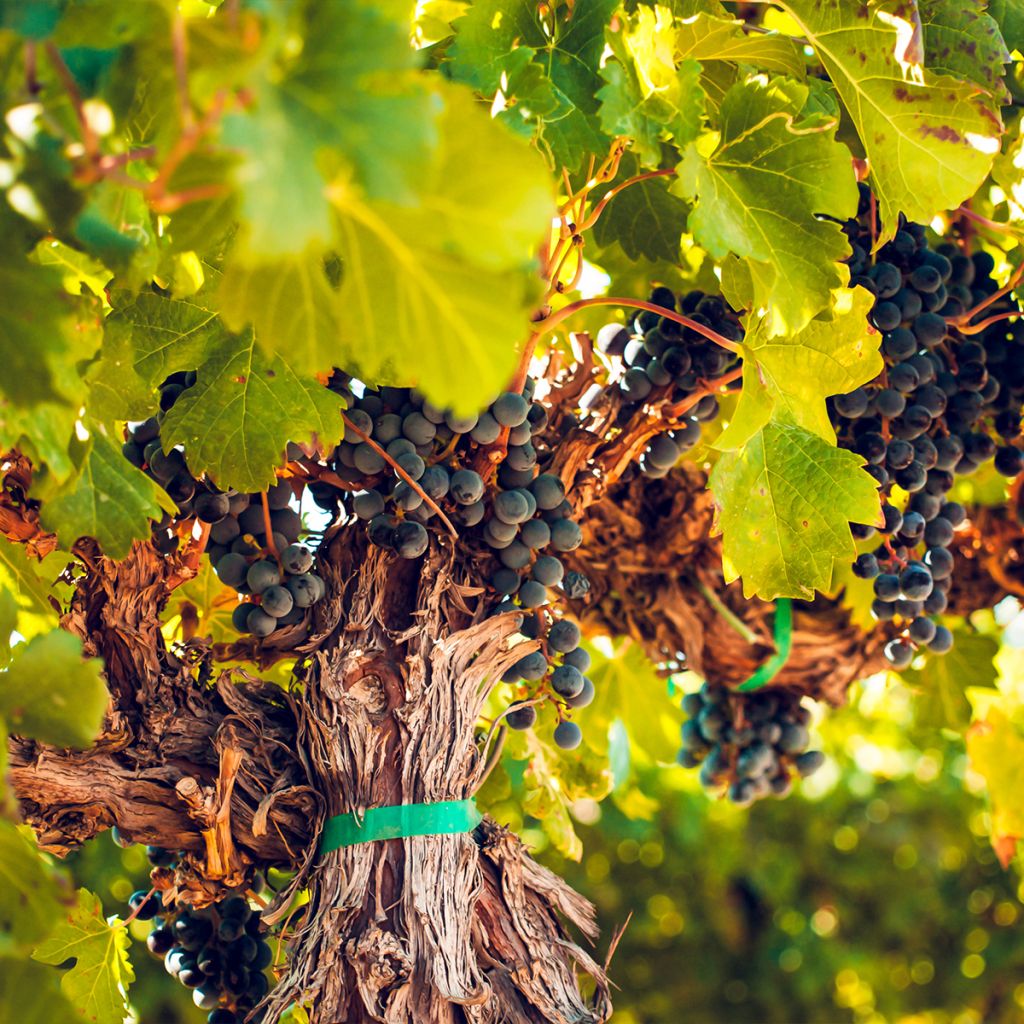 Vigne - Vitis vinifera Petit Verdot