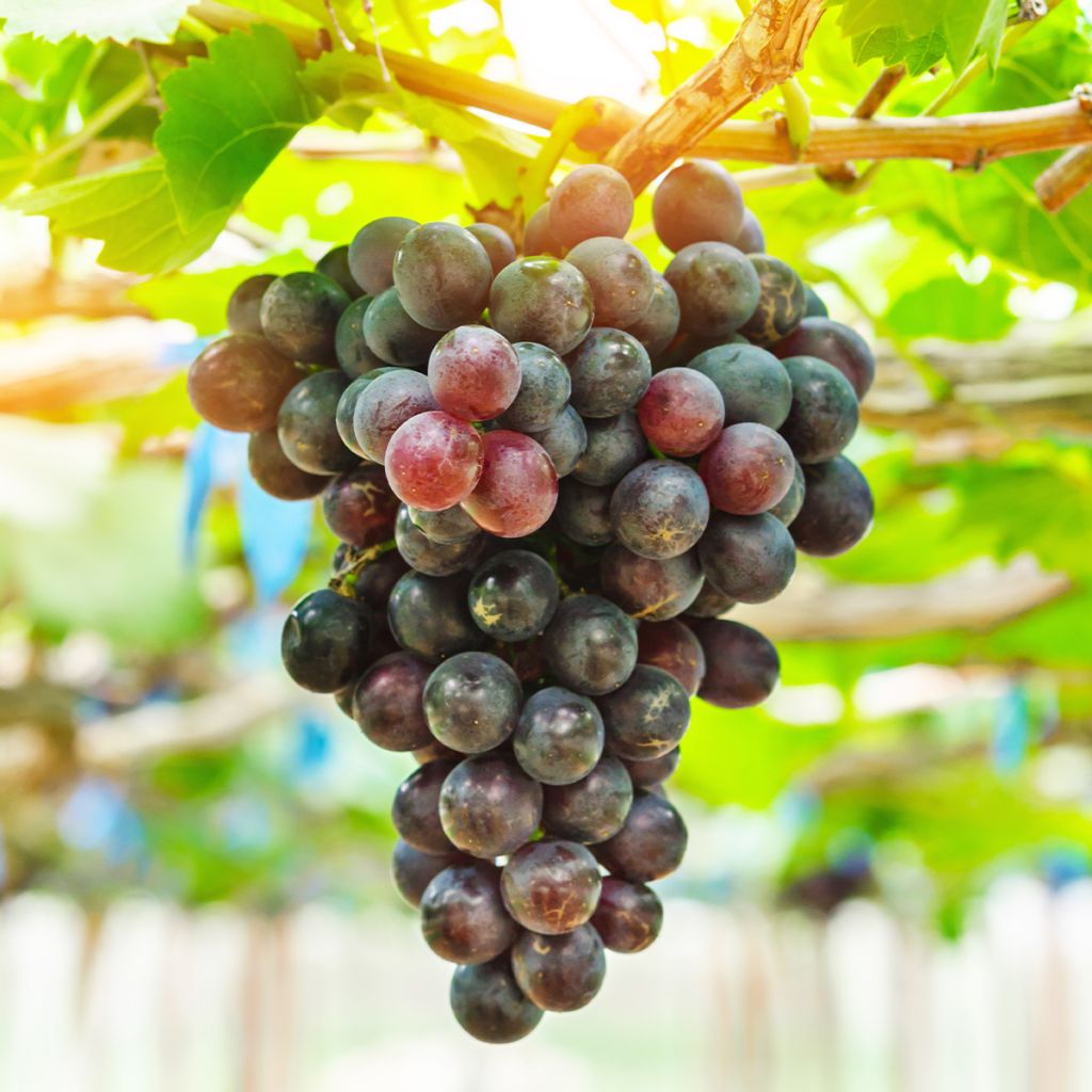 Vigne - Vitis vinifera Petit Verdot