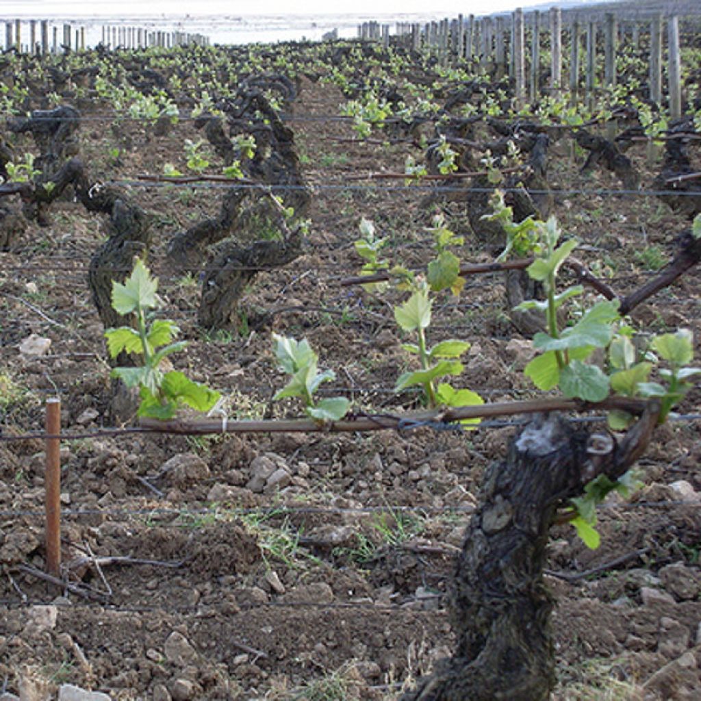 Vigne ancienne Roussette - Vitis Altesse