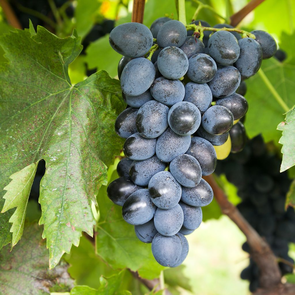 Vigne de table Attika - Vitis vinifera