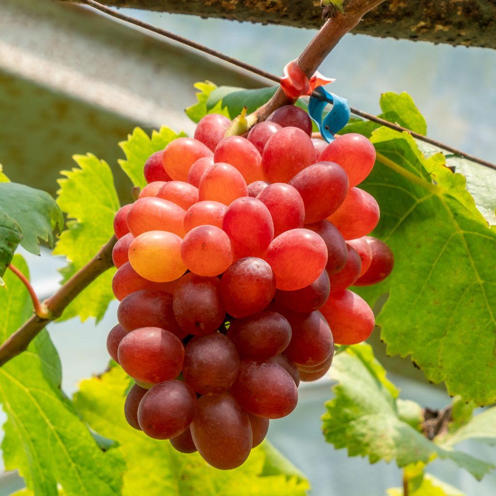 Vigne de table Crimson Seedless - Vitis vinifera  