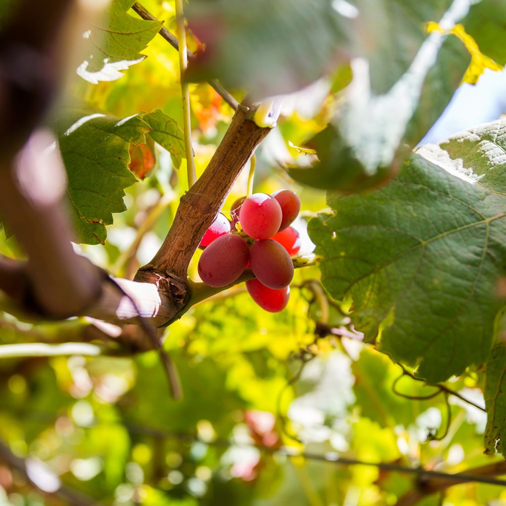 Vigne de table Crimson Seedless - Vitis vinifera  
