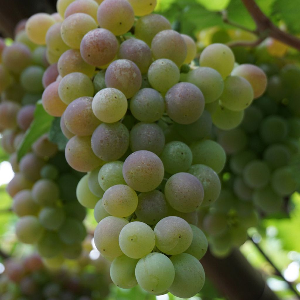 Vigne de table Picurka - Vitis vinifera