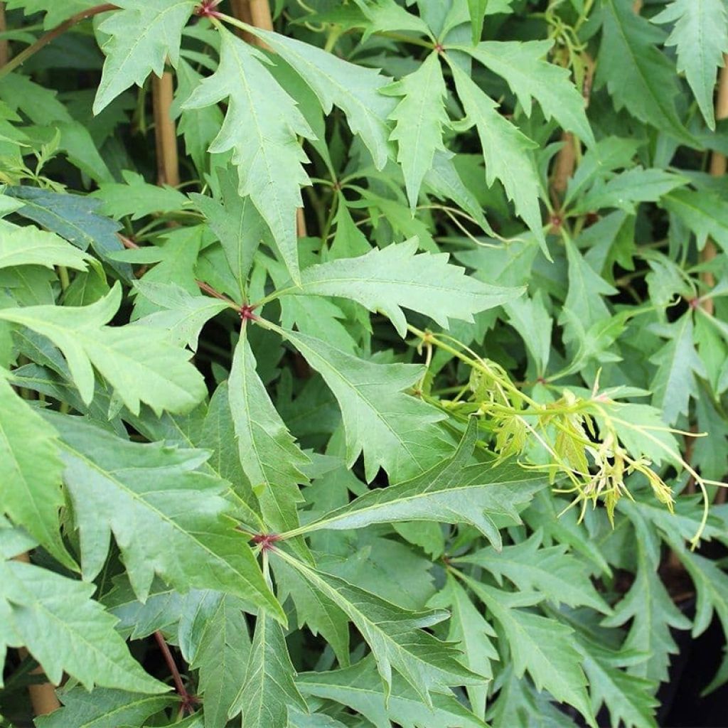 Vigne vierge - Parthenocissus quinquefolia Kirigami ®