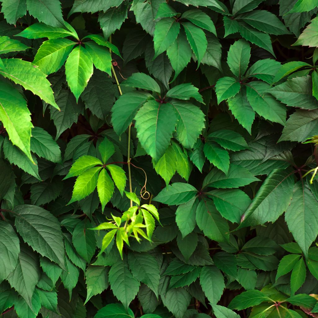 Vigne vierge commune - Parthenocissus viteacea (inserta)