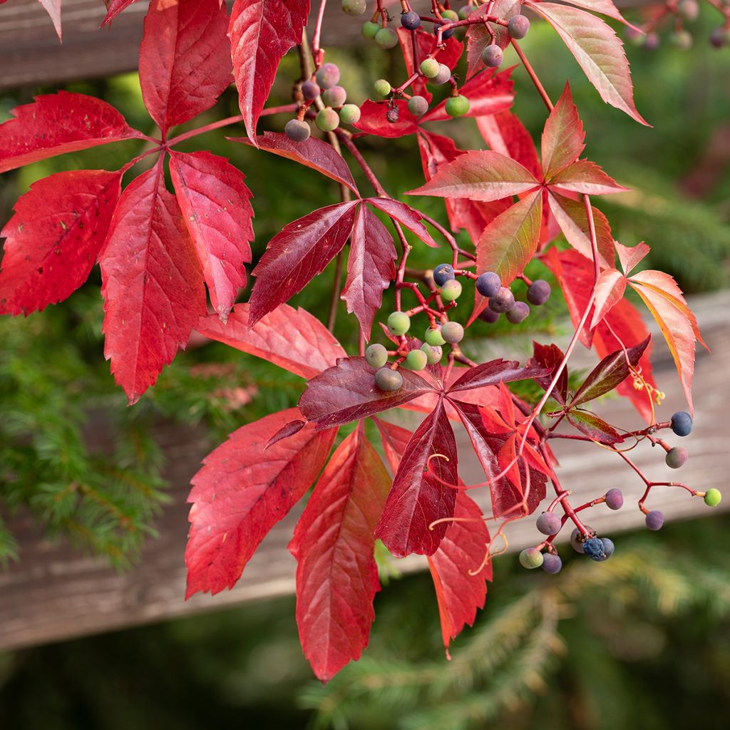 Vigne vierge commune - Parthenocissus viteacea (inserta)