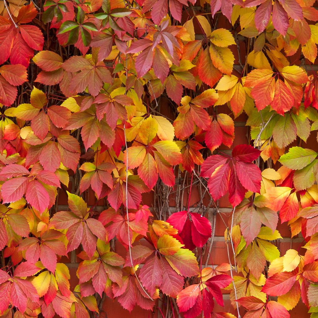 Vigne vierge commune - Parthenocissus viteacea (inserta)