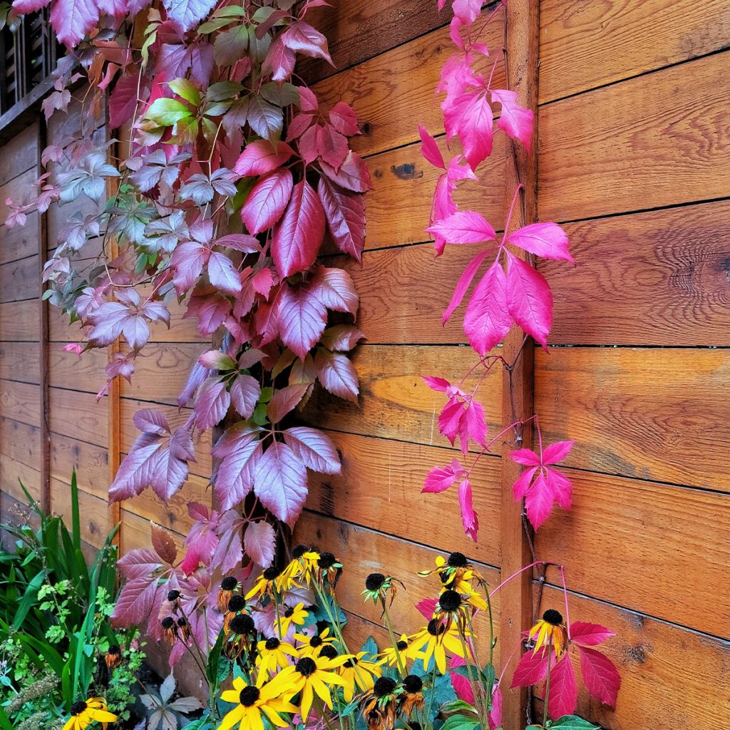 Vigne vierge commune - Parthenocissus viteacea (inserta)