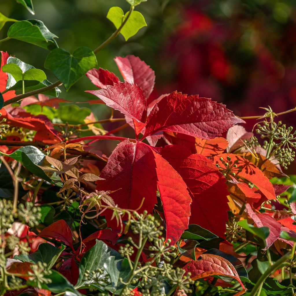 Vigne vierge commune - Parthenocissus viteacea (inserta)