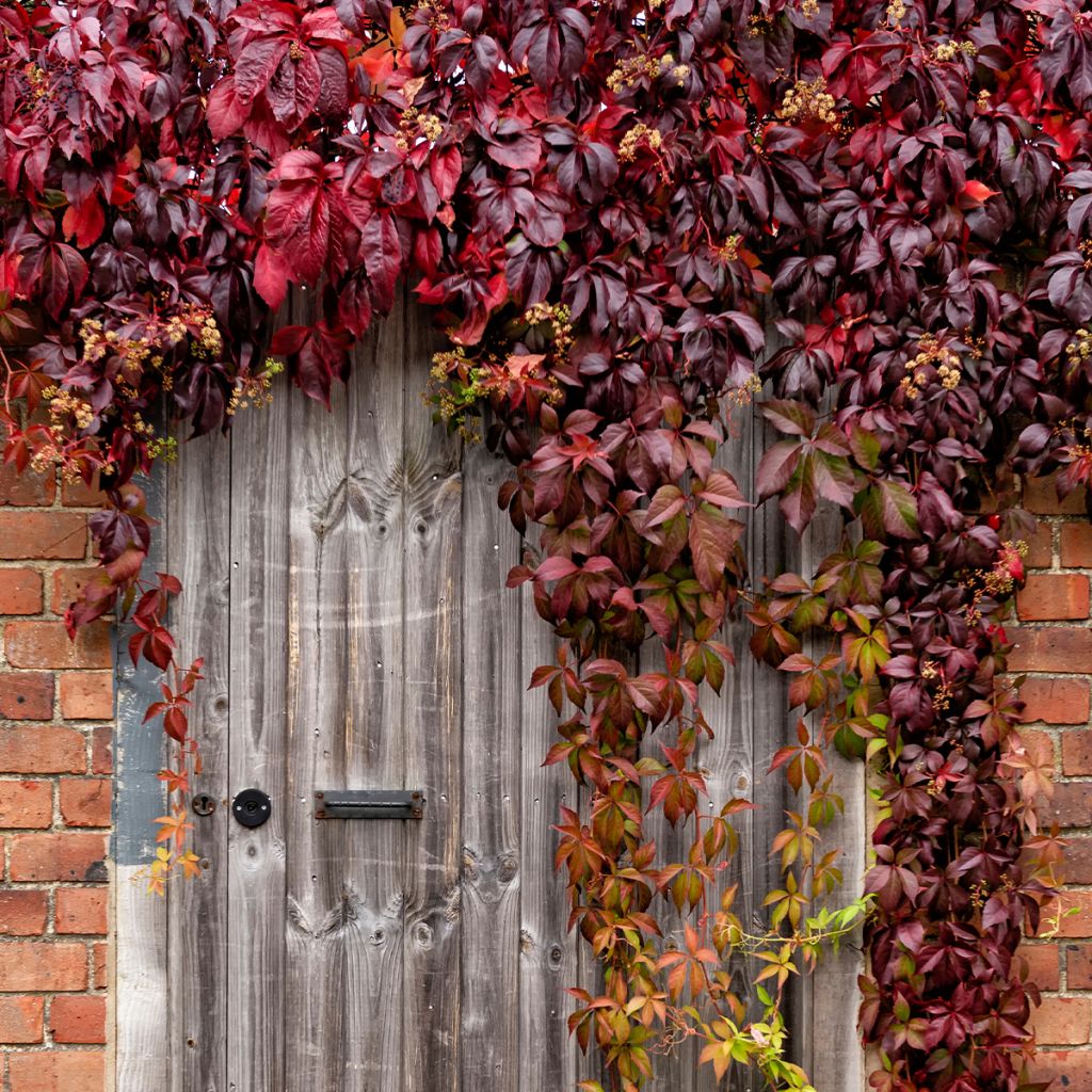 Vigne vierge commune - Parthenocissus viteacea (inserta)