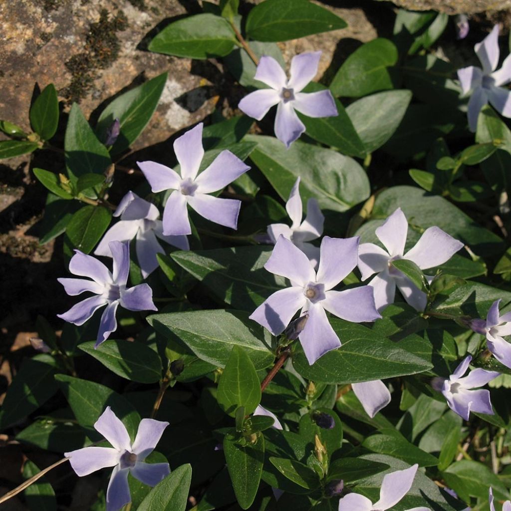 Pervenche difforme ou intermédiaire - Vinca difformis