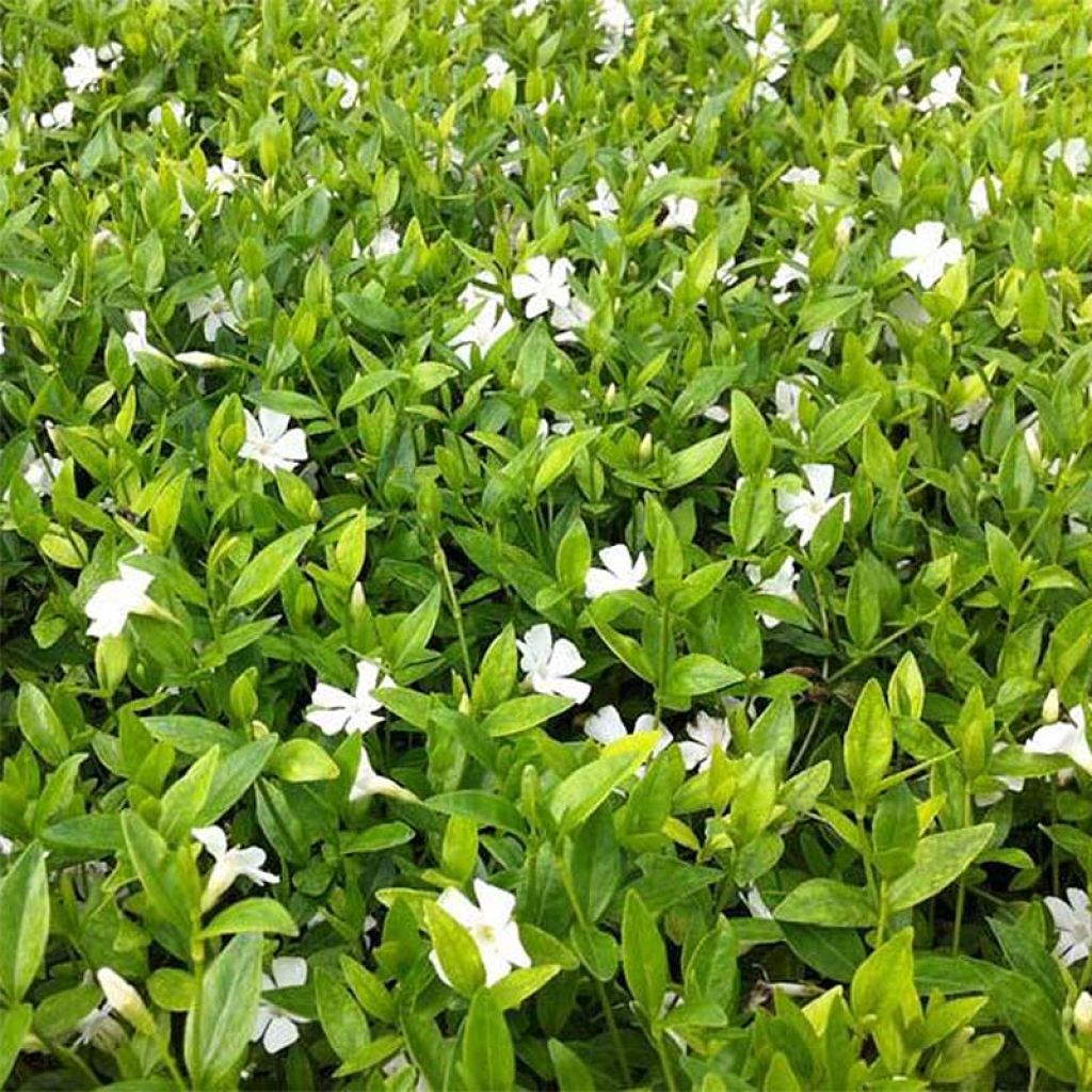 Vinca minor Elisa  - Pervenche à petites fleurs blanches