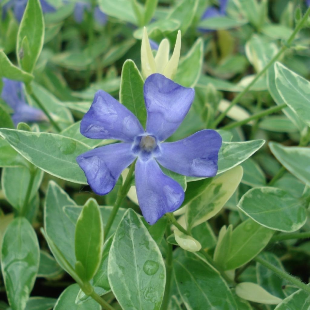 Pervenche - Vinca minor Ralph Shugert