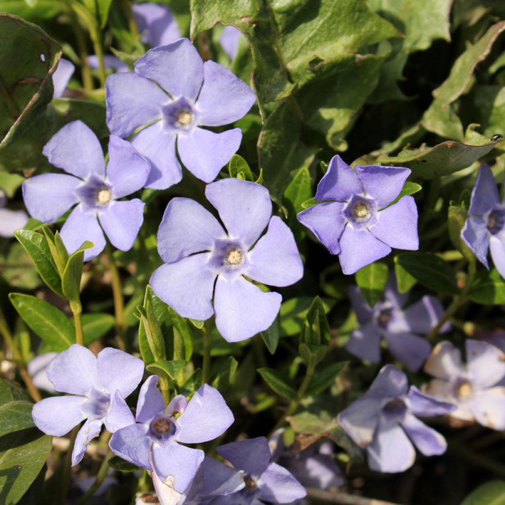 Vinca minor Valentin - Pervenche à petites fleurs