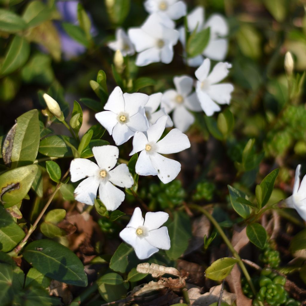 Vinca minor Alba - Petite pervenche