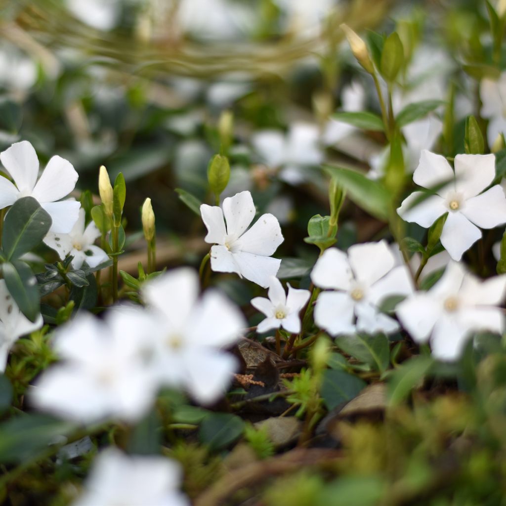 Vinca minor Alba - Petite pervenche