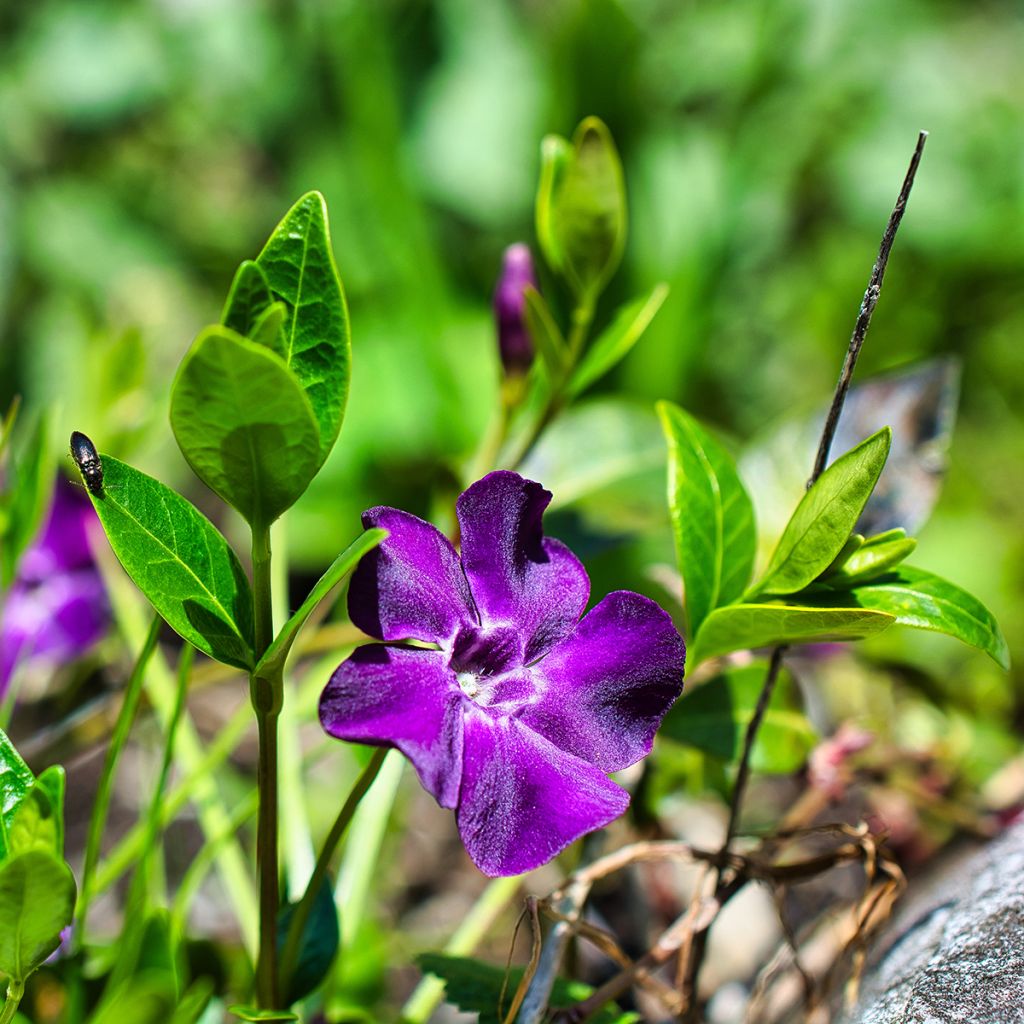 Vinca minor Atropurpurea - Pervenche à petite fleurs  