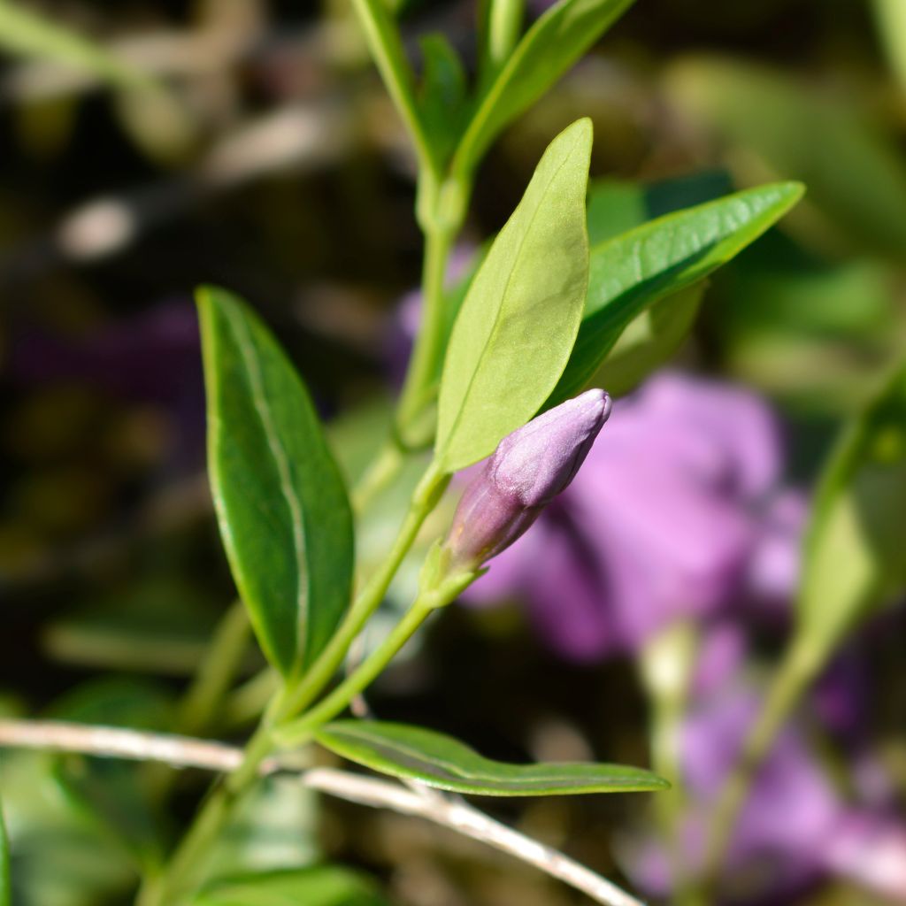 Vinca minor Atropurpurea - Pervenche à petite fleurs  