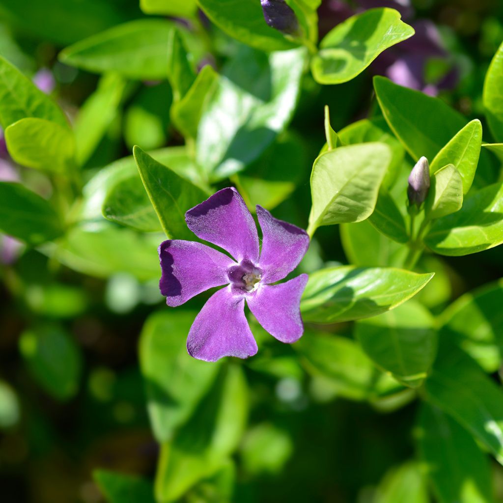 Vinca minor Atropurpurea - Pervenche à petite fleurs  