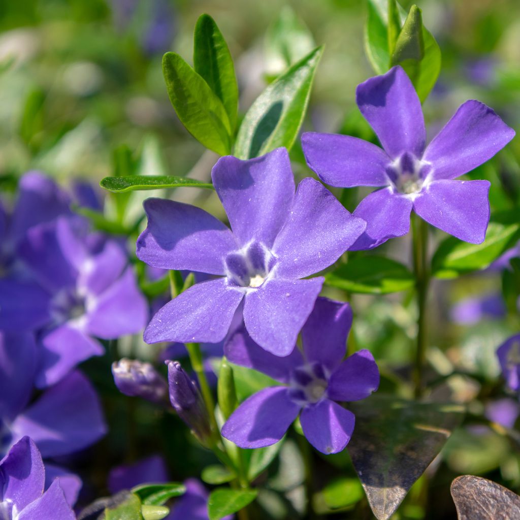 Vinca minor- Petite pervenche