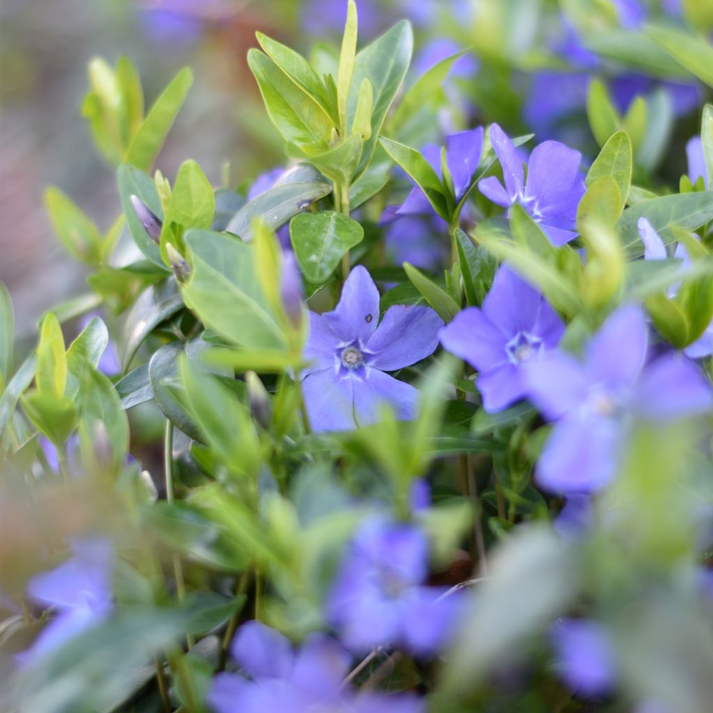 Vinca minor- Petite pervenche