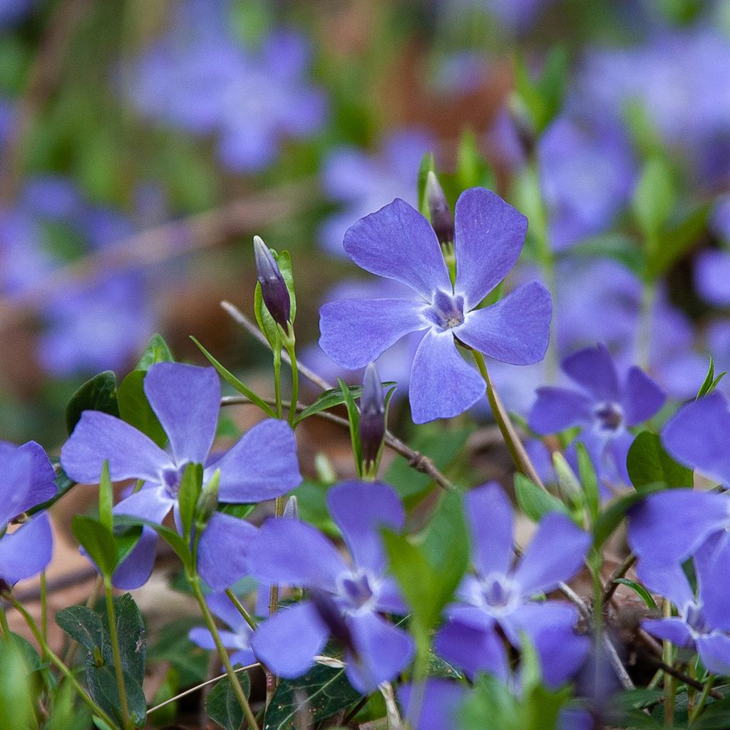 Vinca minor- Petite pervenche