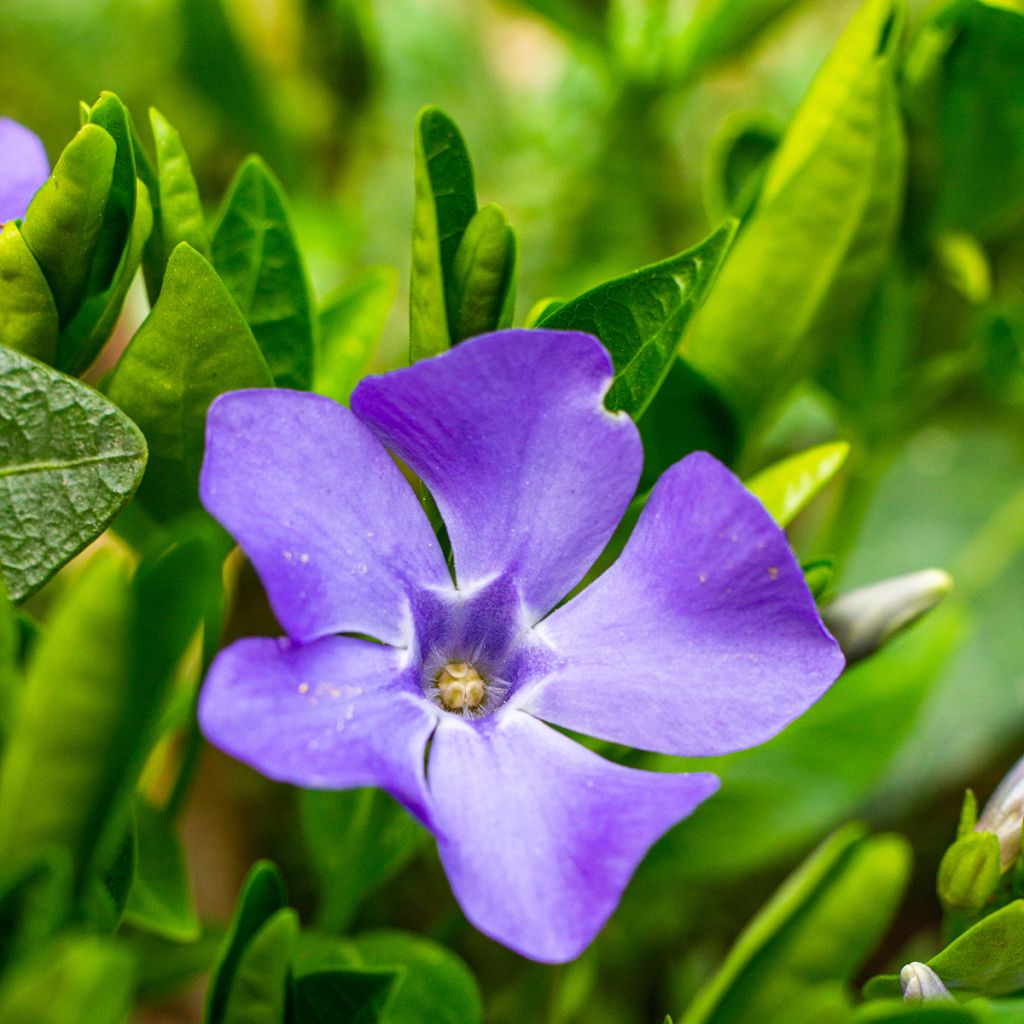 Vinca minor- Petite pervenche