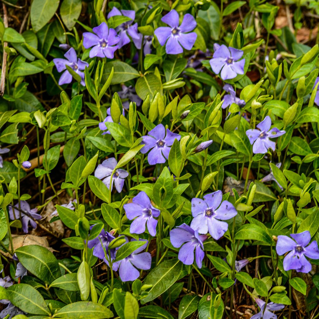 Vinca minor- Petite pervenche