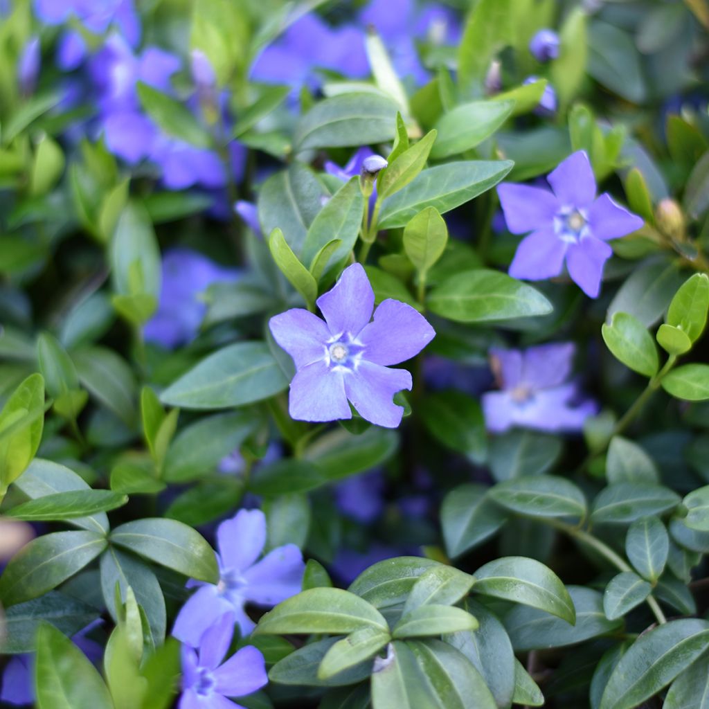 Vinca minor- Petite pervenche