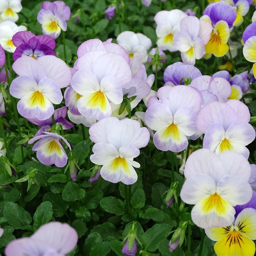 Viola cornuta Floral Power Soft Pink Mini-motte