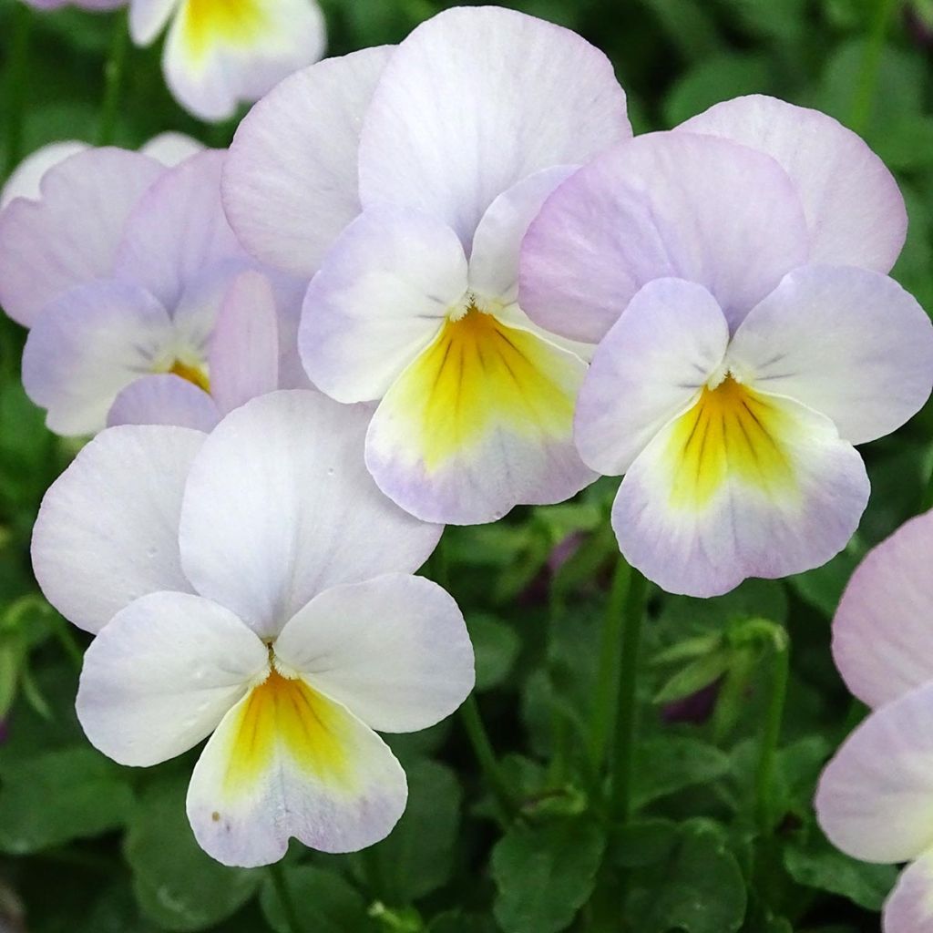 Viola cornuta Floral Power Soft Pink Mini-motte