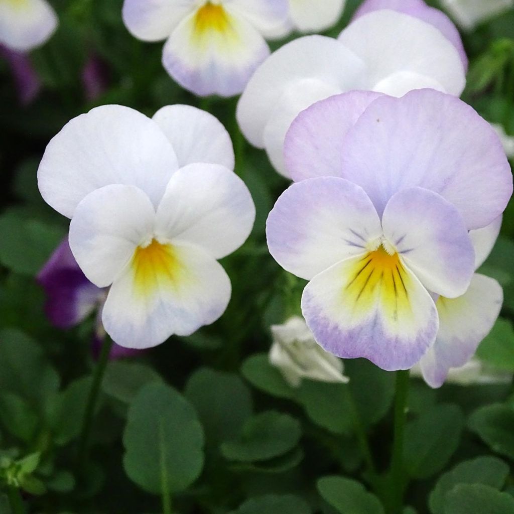 Viola cornuta Floral Power Soft Pink Mini-motte