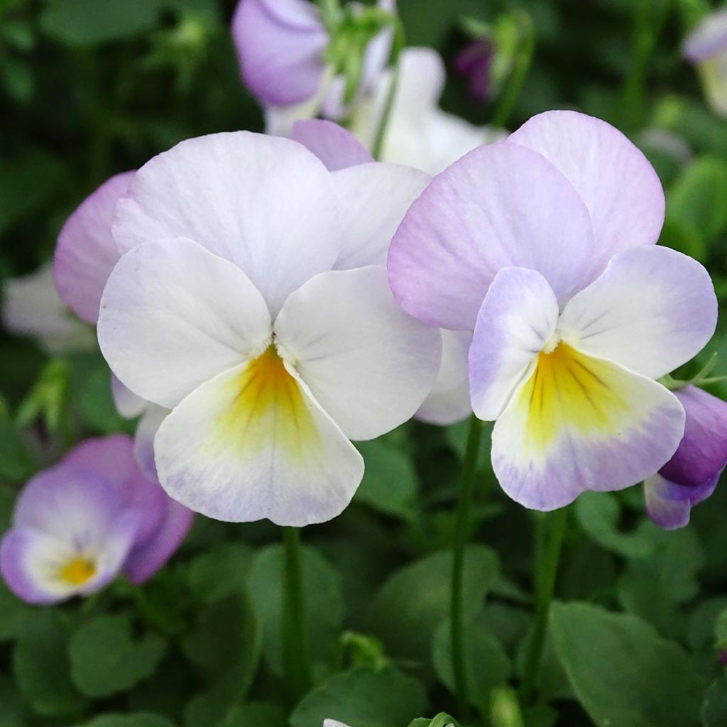 Viola cornuta Floral Power Soft Pink Mini-motte
