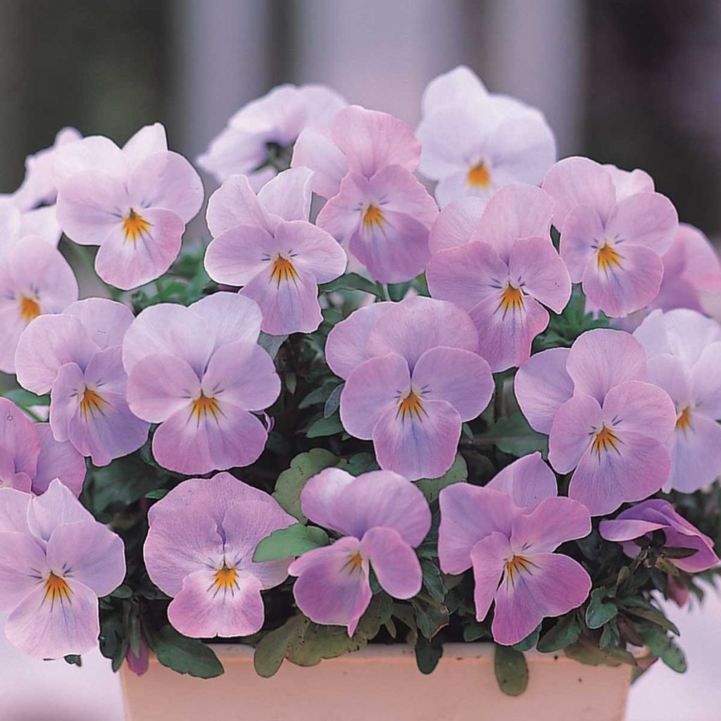 Viola Floral Power Soft Pink Mini-motte