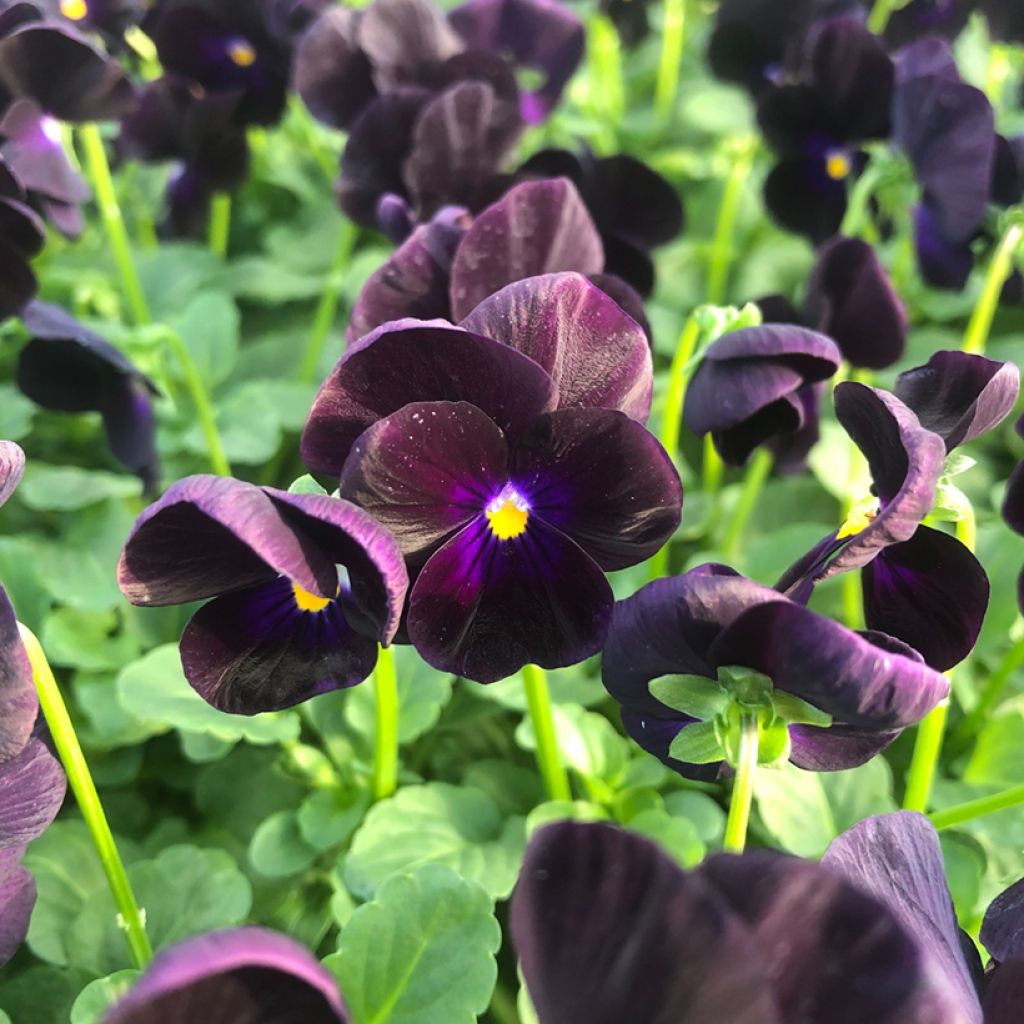 Violette cornue Sorbet Black Delight Mini-motte