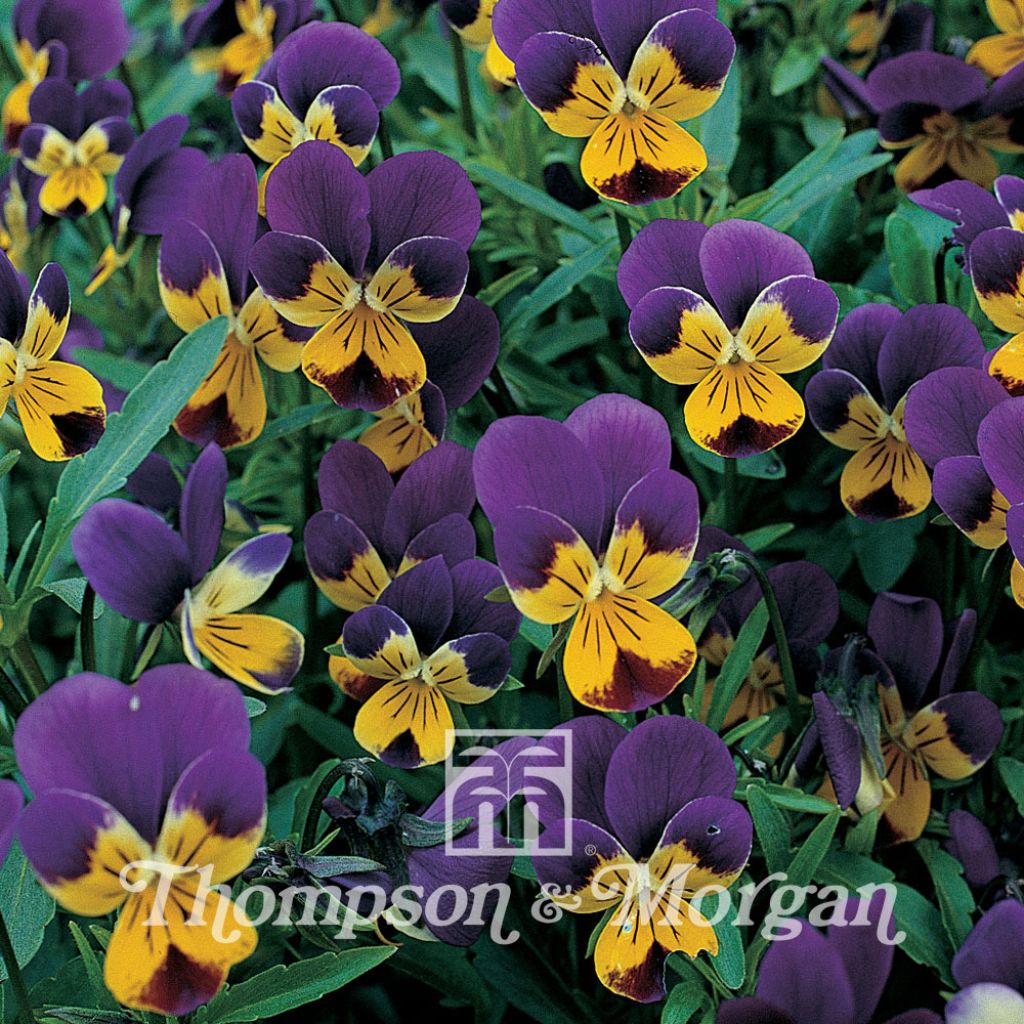 Viola Tricolor 