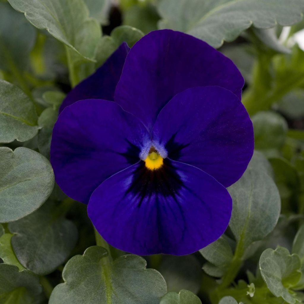 Viola cornuta Sorbet Xp F1 Blue Blotch - Violette cornue