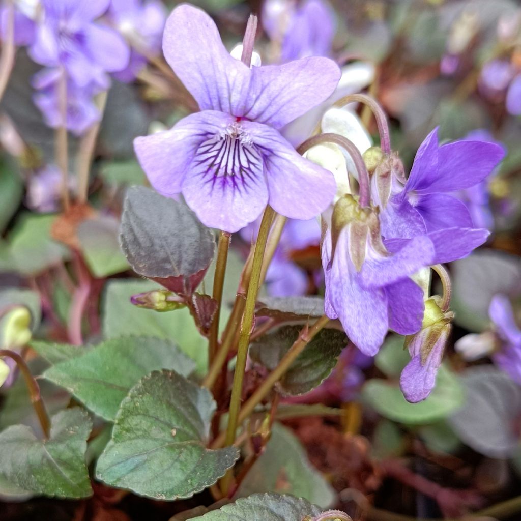 Violette du Labrador - Viola labradorica