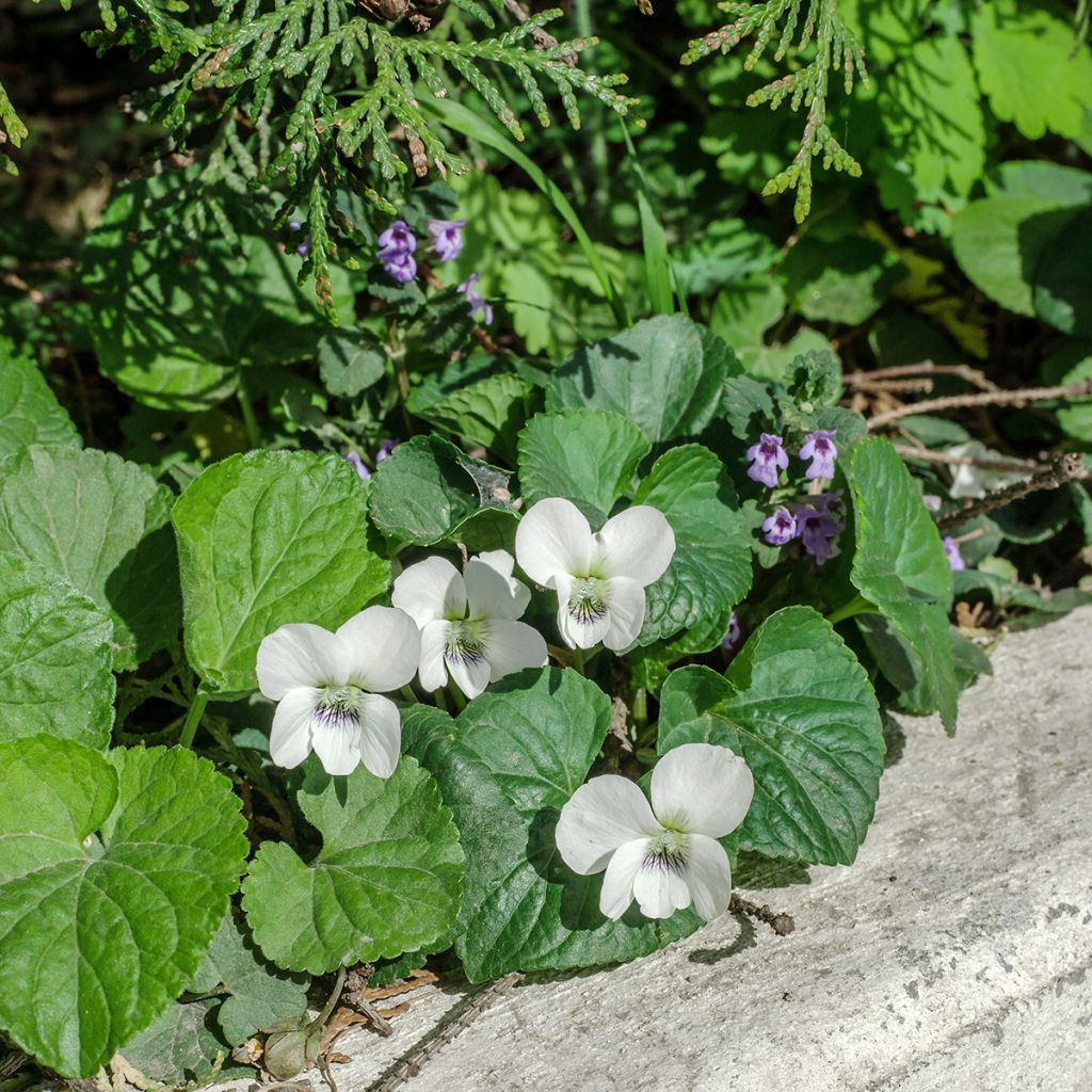 Violette odorante, Viola odorata Alba