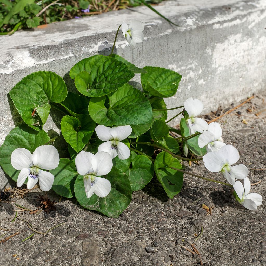 Violette odorante, Viola odorata Alba