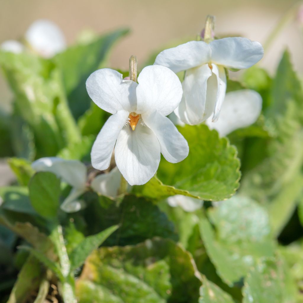 Violette odorante, Viola odorata Alba