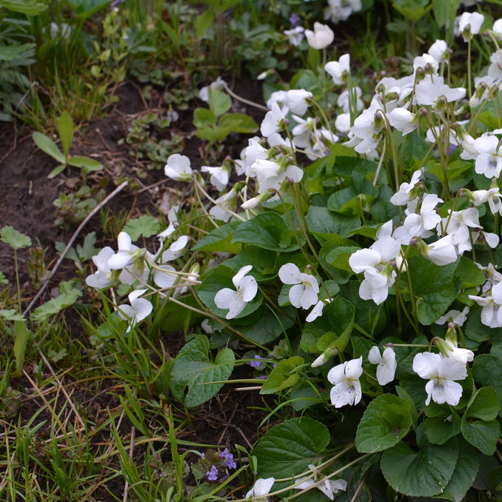 Violette odorante, Viola odorata Alba