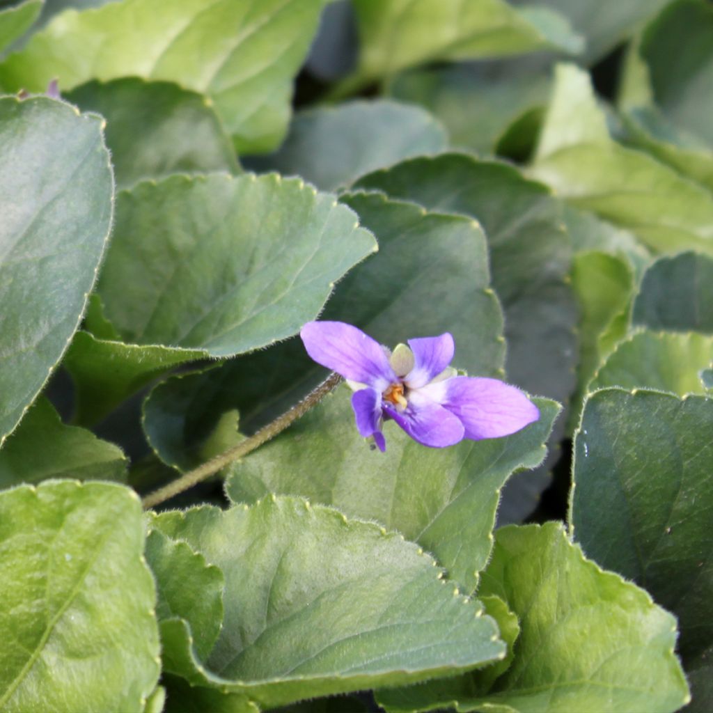 Violette odorante Königin Charlotte - Viola odorata